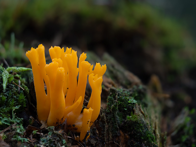 Calocera viscosa Calocera viscosa